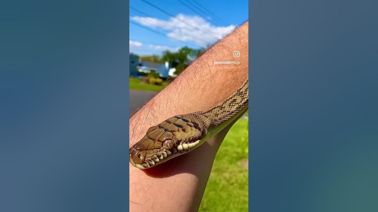 Southern Scrub Python - YouTube