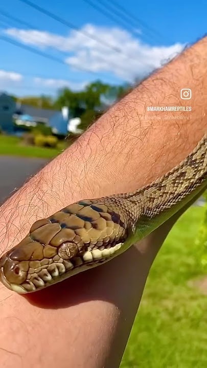 Southern Scrub Python - YouTube
