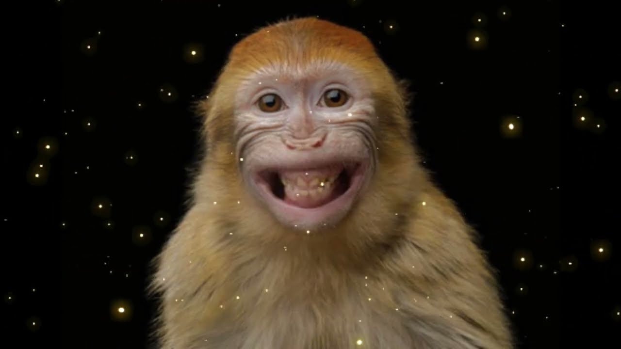 CUTE & HAPPY SMILING MONKEYS 🎵 • Uplifting LoFi & Fun African Rhythms 🐘🦒