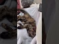 猫が宿題させないフォーメーション組んできた#shorts