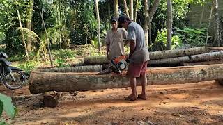 God-Level Chainsaw Skills on Massive Timber