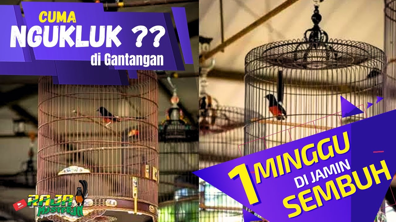 Mengatasi Murai batu ngukluk digantangan / cuma pasang badan agar bongkar isian saat lomba