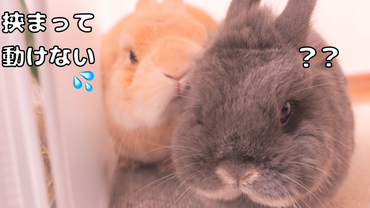 まめむぎ Mugi got wedged next to Mimi and couldn't move—too cute【No.1724