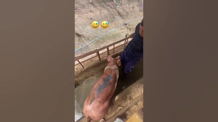 Speed pig loading #pig #pigfeed #pigbreeding #farmers #animals #hogger #pigfarming #funny