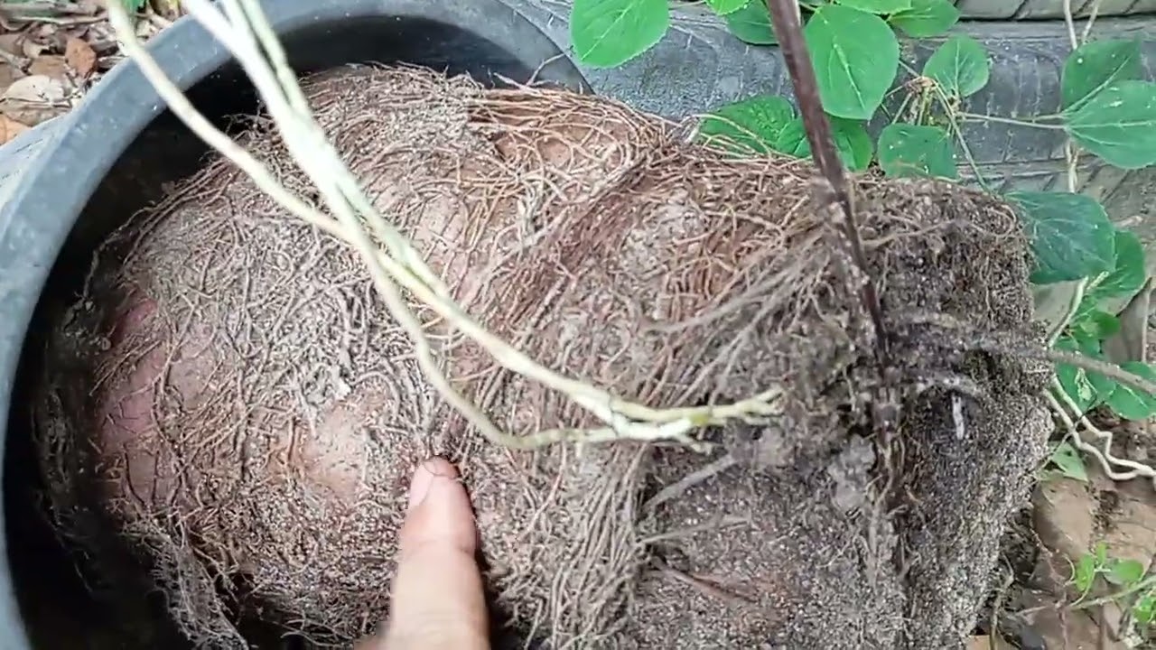 มันเลือดนก ปลูกไว้พอได้กิน 🌱