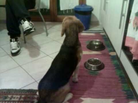 educare ed addestrare un cane(beagle)