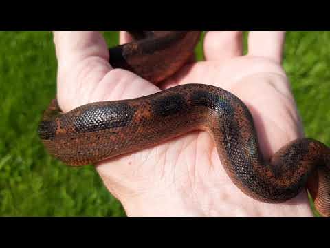 boa constrictor léopard hypo