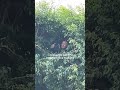 El pajarito que le contaba todo a mi mamá jajaja #humor #viral #comedia #funny