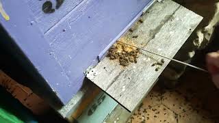 Зимовка пчёл в ульях на тёплый занос.