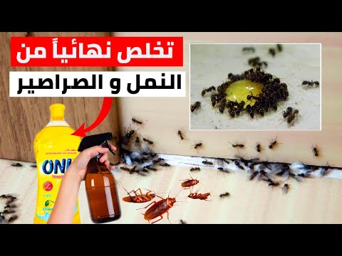 في يوم واحد وصفة رهيبة للتخلص من النمل و الصراصير في بيتك مضمونة ١٠٠ 
