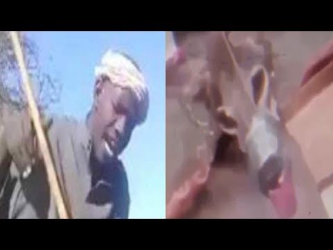 مقطع الذيب وراعي الغنم فيديو الذيب والشطرطون