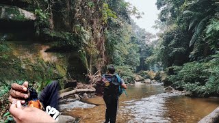 MURAI BATU HUTAN LANGSUNG MENDARAT DI JARING HANYA MODAL MP3 DAN PIKAT BURUNG MANTENAN Part 1