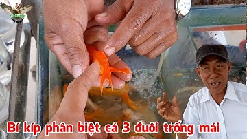 Chú 5 hướng dẫn cách phân biệt cá 3 đuôi trống và mái│Yêu Miền Tây 63