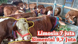 Daftar Harga bibit sapi pedet mulai limosin 7 juta hingga 19 juta di Grosir sapi Haji Rudi Daftar Harga bibit sapi pedet mulai limosin 7 juta hingga 19 juta di Grosir sapi Haji Rudi