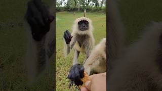 Langur Snatches Biscuit in Seconds! 🐒🍪 | Cute Monkey Moment #shorts