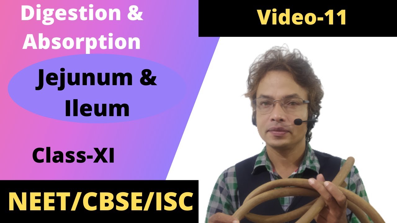 Digestion & absorption/Jejunum&Ileum/NEET/CBSE/ISC/ClassXI/video11