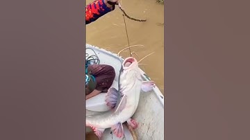 TAJUR IKAN BAUNG 100 KG @reviewmancingtv  #mancing #ikan #ikanbaung #tajurikanbaung