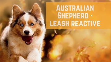 Australian Shepherd - Leash Reactive