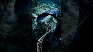 Mermaid Found On The Beach In Vancouver, Bc.