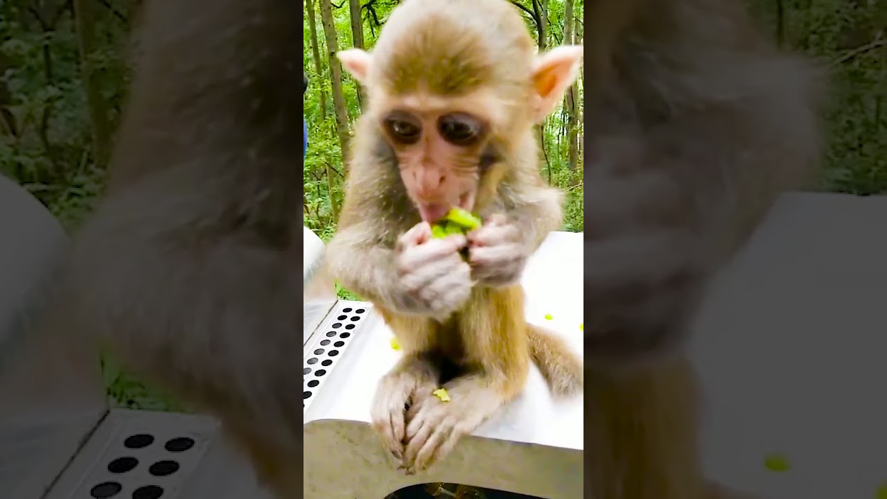 Funny And Cute Monkey Videos Compilation Monkey Video Youtube