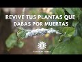 Como Salvar Tu Planta Del Ataque Masivo De Plagas 🐛🪴🌿