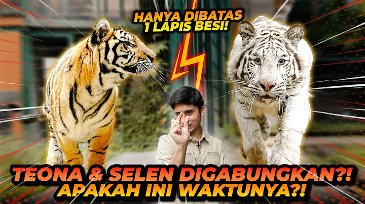 SELEN VS TEONA ! INIKAH SAATNYA UNTUK MEREKA DI GABUNGKAN ?! SIAPA YANG LEBIH KUAT DAN DOMINAN ?