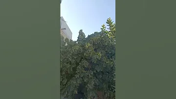 الرمش غدار و السحر مكار Funny 