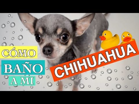 Video: Cómo Lavar Un Chihuahua