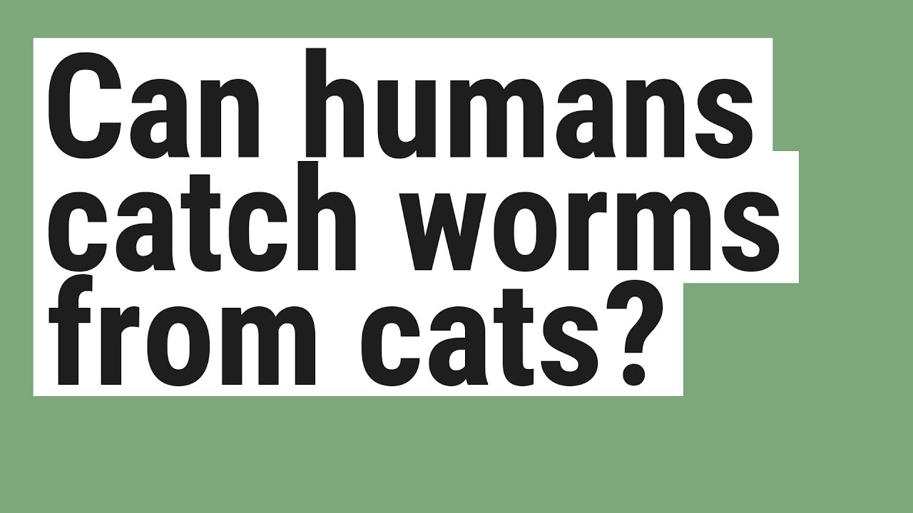 Can Humans Catch Worms From Cats?