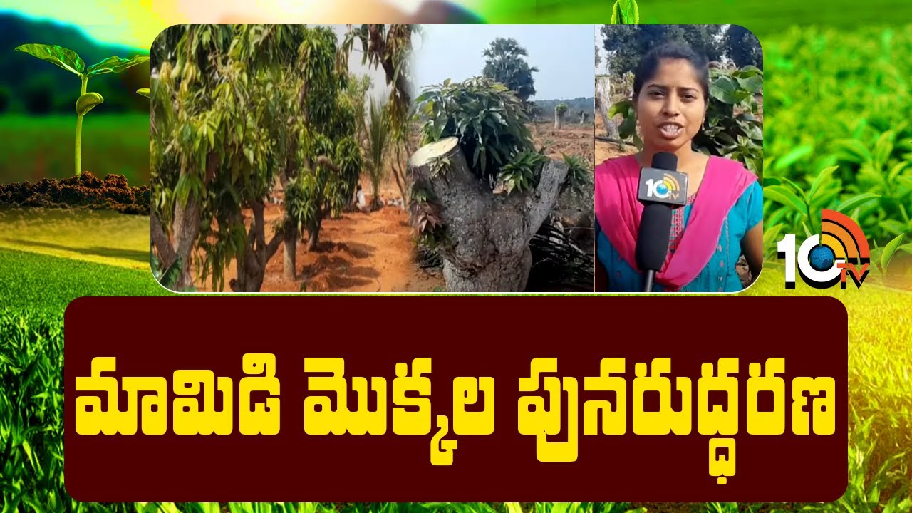 మామిడి మొక్కల పునరుద్ధరణ | Rejuvenation Technique in Mango | Matti Manishi | 10TV