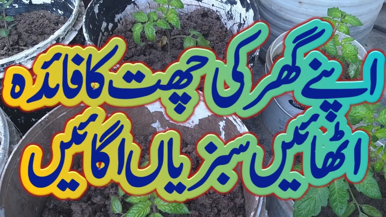 Kitchen gardening Update. How to grow vegetables at home. 