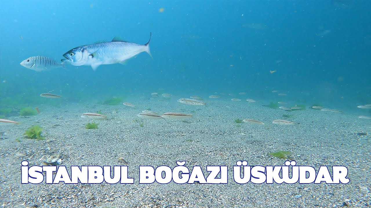 Üsküdar Kofana, Lüfer, Tekir, Zargana Sürüleri   |   İstanbul Boğazı Dalış Balık Avı  |  Eylül 2021