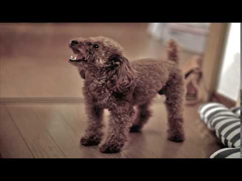 FREE SOUND EFFECTS: Dog Barking 15
