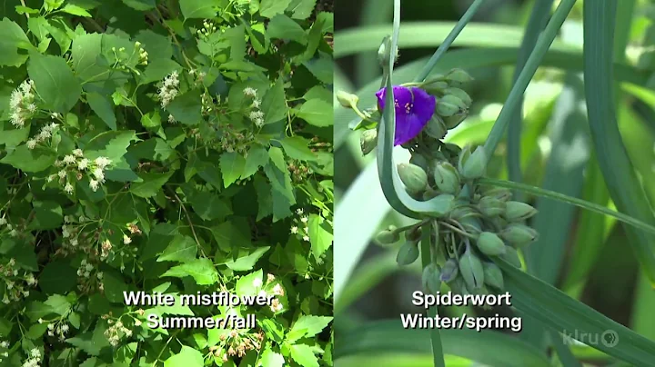 Shade Garden Plants | Trisha Shirey & Barbara Wise...