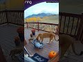 When a Mountain Lion “Introduces” Her Cub to a Human Baby 😳 | Unbelievable Ring Camera Footage