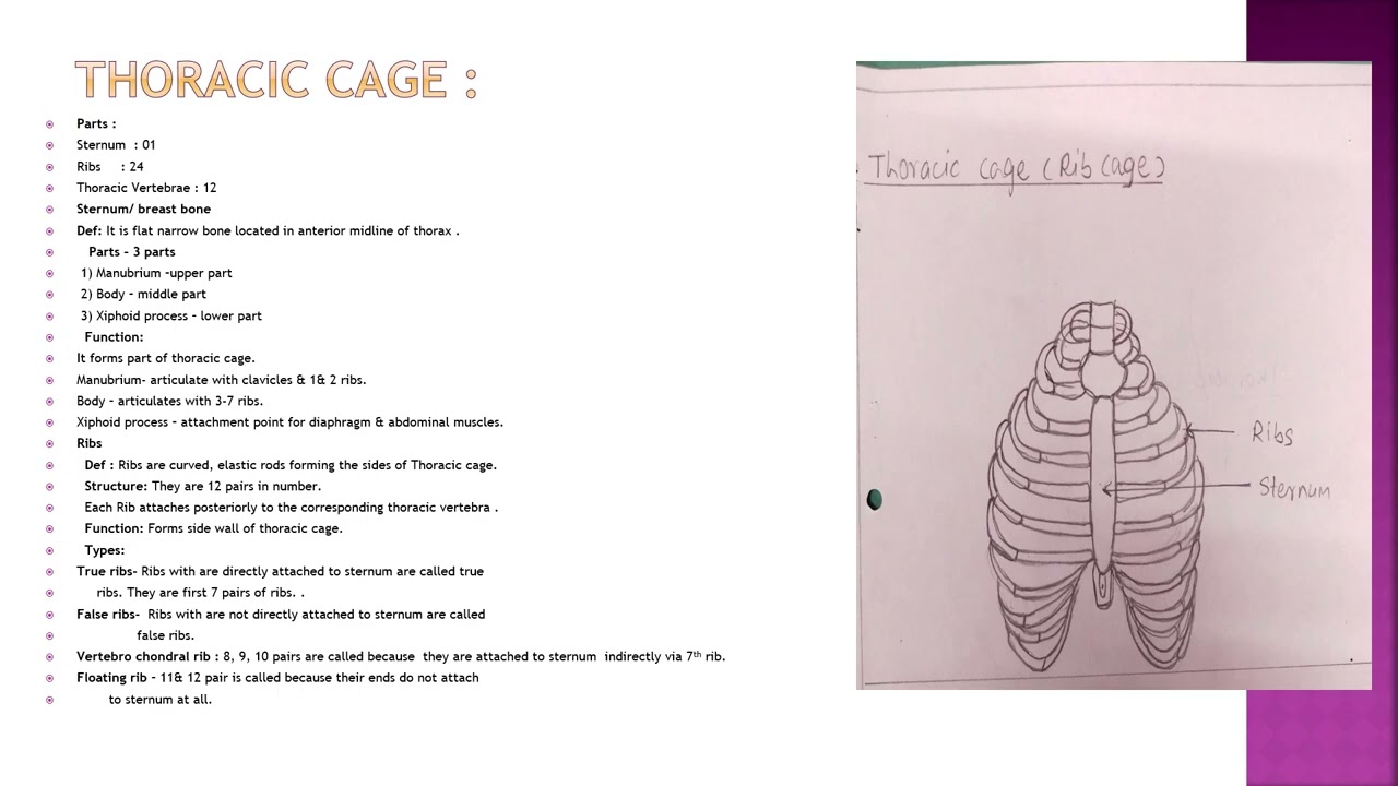 10  ADMLT- Skeleton system  DR  MUTHA