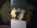 monkey resting in street light
