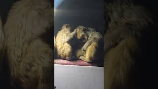 monkey resting in street light