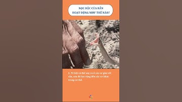 ✴️ NỌC ĐỘC CỦA RẮN TÁC ĐỘNG ĐẾN CƠ THỂ NHƯ THẾ NÀO?