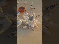 love birds and pigeon #punjabi #pigeon #trending #kabootar #ytshorts #ytviral #sundh_dihat_shorts