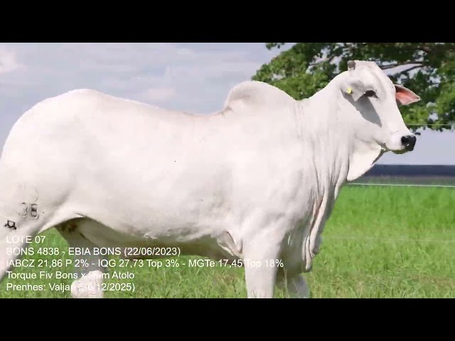 Lote 07   Leilão Trio Bonsucesso   Etapa Fêmeas Jovens