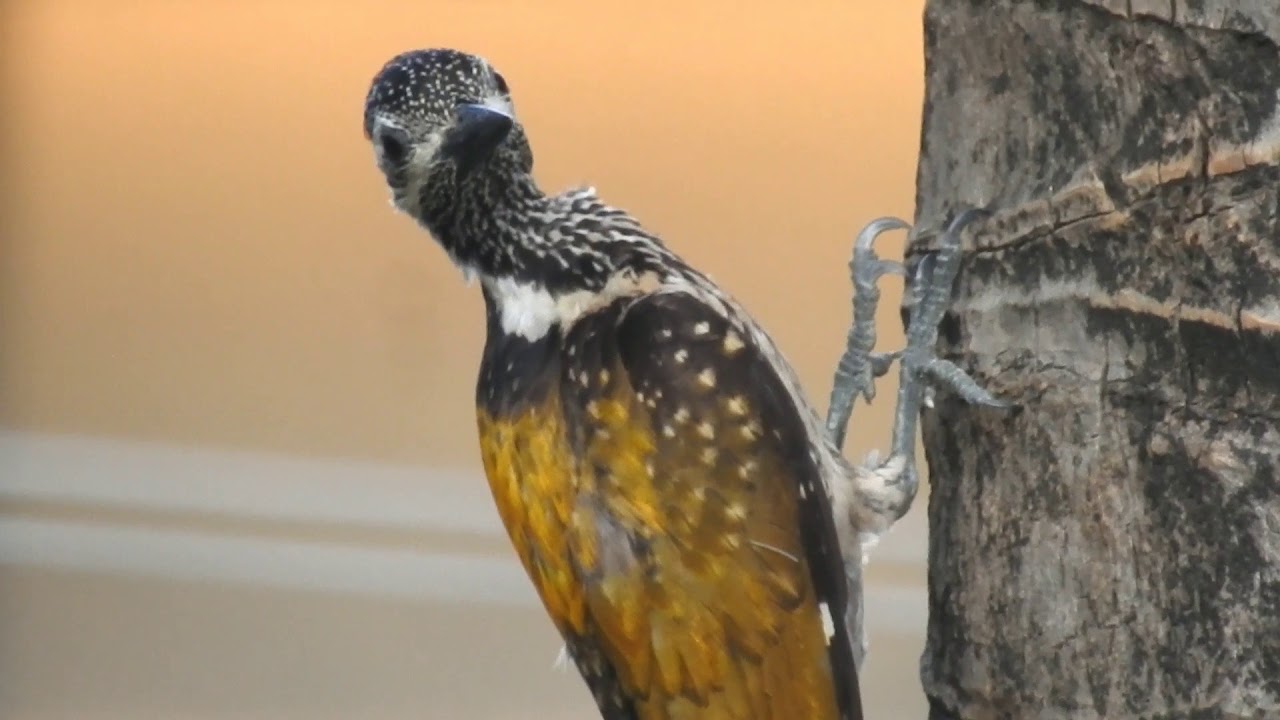 Black rumped flameback Woodpecker 