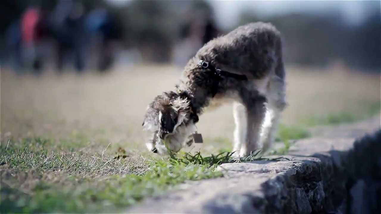 puppy paradise Schnoodle Jumps for the Toy | The Daily Puppy