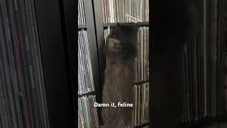 Extreme Metal Feline