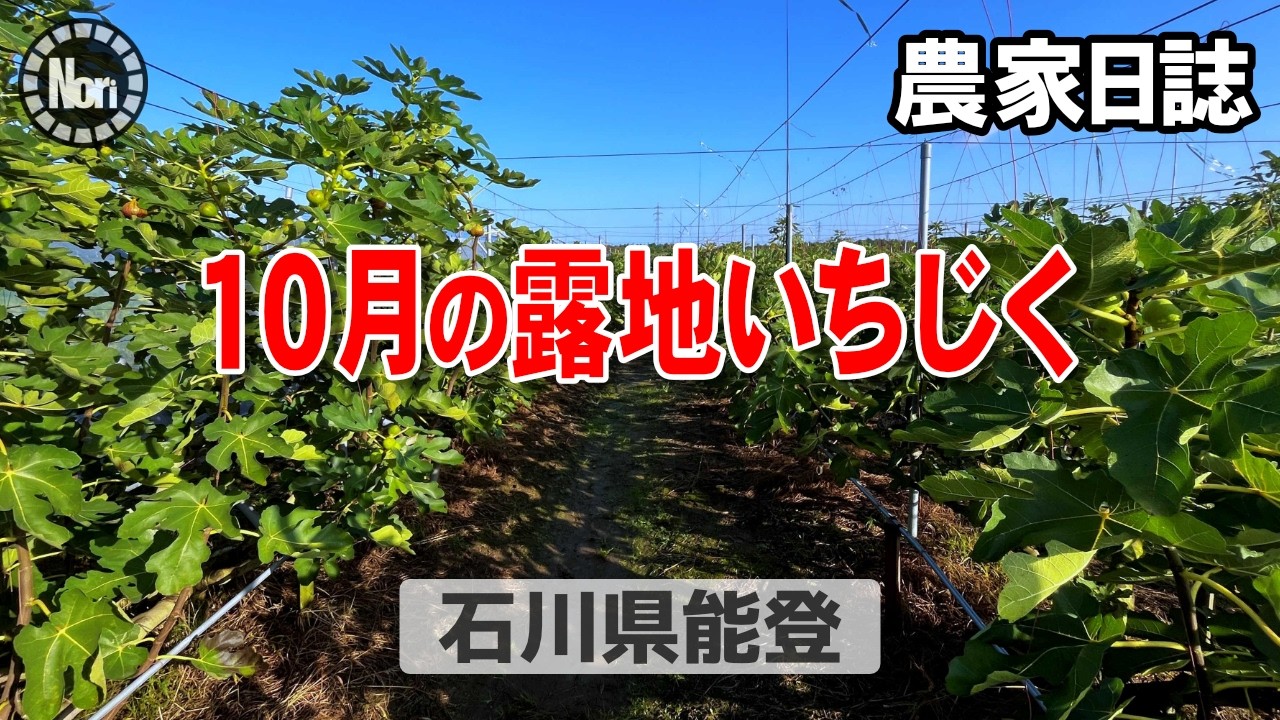 10月露地いちじくはこうなってます【いちじく農家の観察日誌】