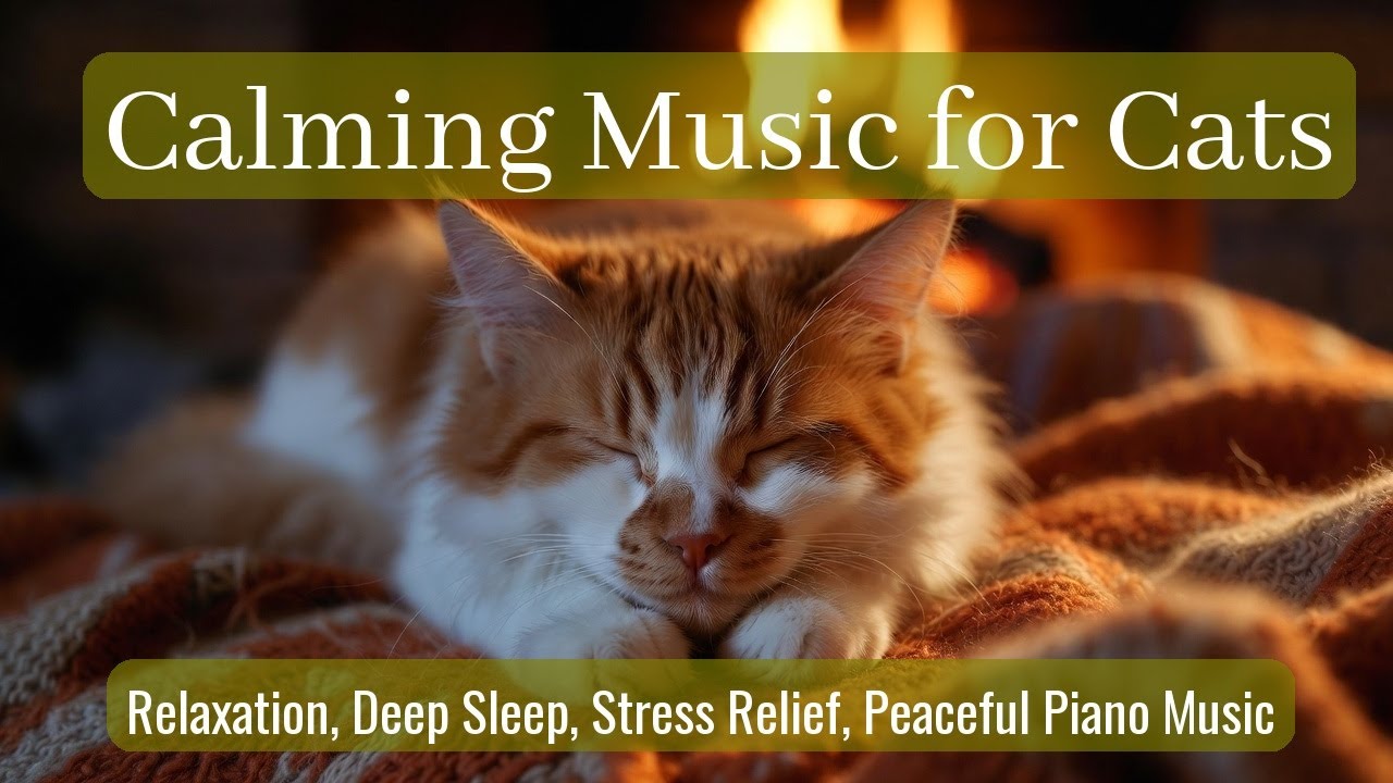 LIVE Cute Kitten Nap for Sleep Therapy 😴 | Season 68