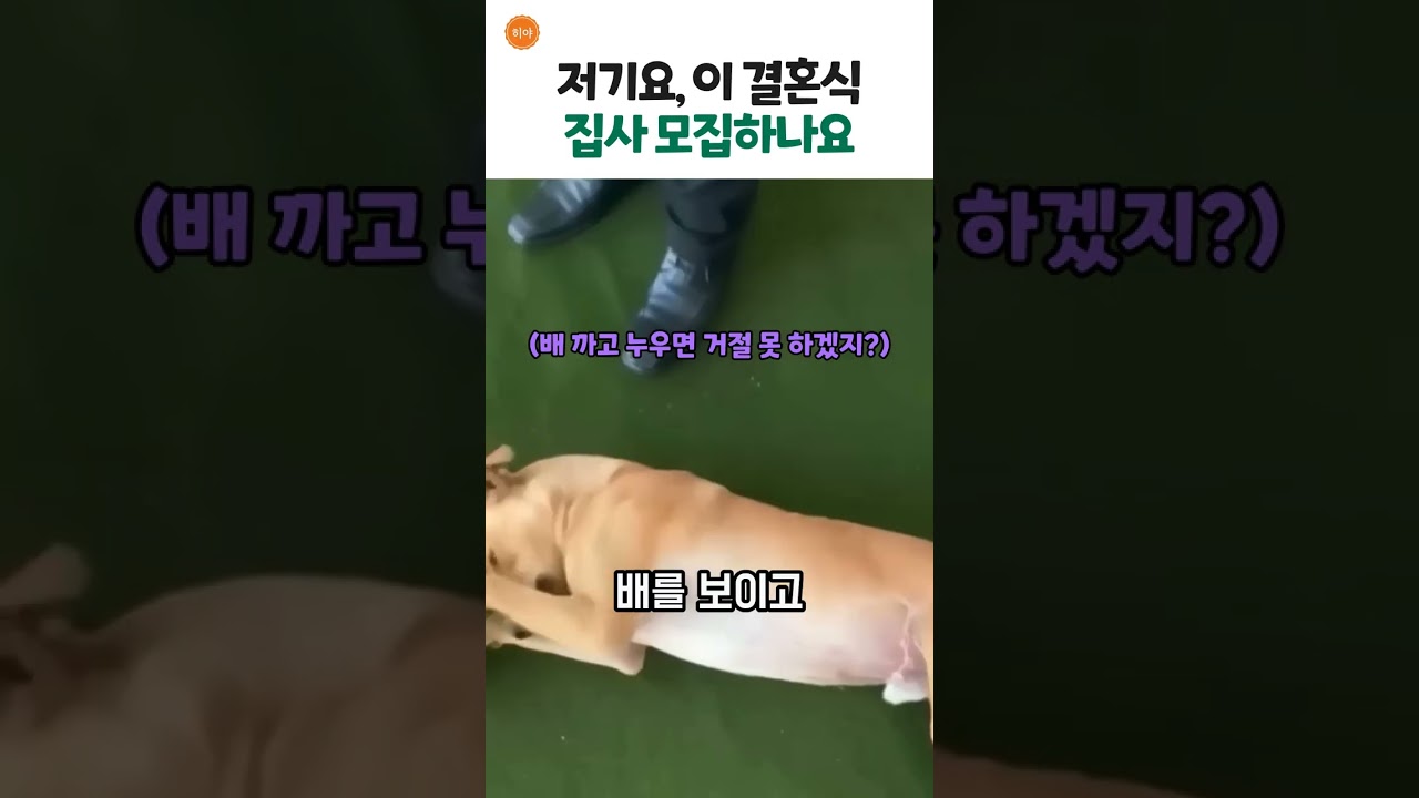 개가 직접 고른 집사