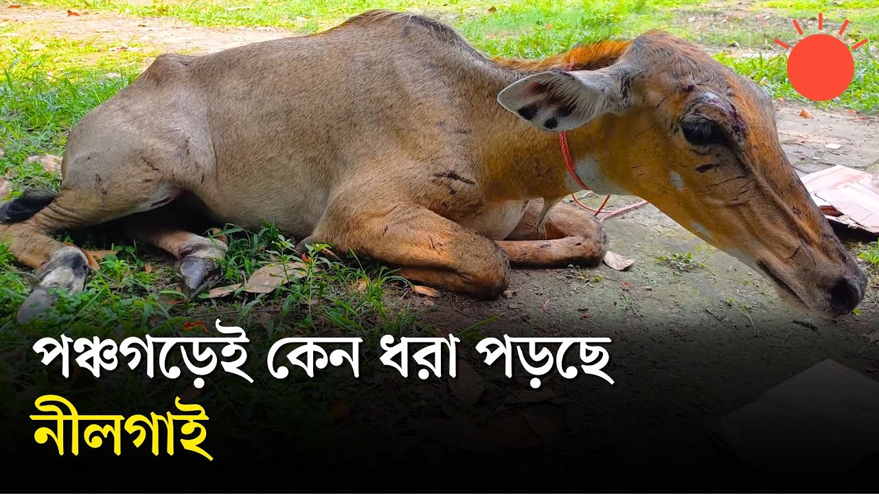 দেশে নীলগাই আসছে কোথা থেকে, যাচ্ছে কোথায় | Nilgai | Blue Cow | News | Prothom Alo