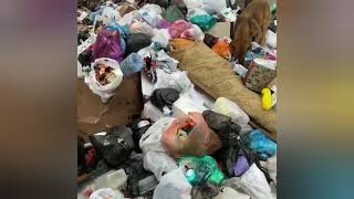 Даже верблюды набежали: мусорный коллапс в городах Дагестана
