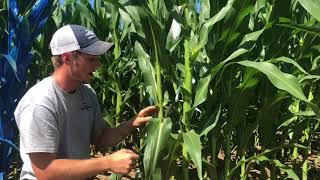 Scouting for Corn Diseases Fennig Equipment